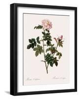 Orbessan Rose, Rosa Orbessanea-Pierre Joseph Redoute-Framed Giclee Print