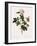 Orbessan Rose, Rosa Orbessanea-Pierre Joseph Redoute-Framed Giclee Print