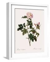 Orbessan Rose, Rosa Orbessanea-Pierre Joseph Redoute-Framed Giclee Print