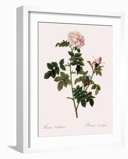 Orbessan Rose, Rosa Orbessanea-Pierre Joseph Redoute-Framed Giclee Print