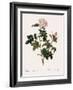Orbessan Rose, Rosa Orbessanea-Pierre Joseph Redoute-Framed Giclee Print