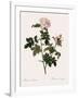 Orbessan Rose, Rosa Orbessanea-Pierre Joseph Redoute-Framed Giclee Print