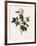 Orbessan Rose, Rosa Orbessanea-Pierre Joseph Redoute-Framed Giclee Print