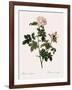 Orbessan Rose, Rosa Orbessanea-Pierre Joseph Redoute-Framed Giclee Print