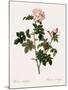 Orbessan Rose, Rosa Orbessanea-Pierre Joseph Redoute-Mounted Giclee Print