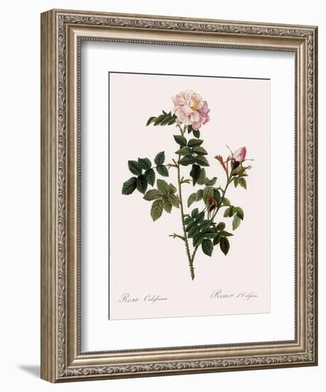 Orbessan Rose, Rosa Orbessanea-Pierre Joseph Redoute-Framed Giclee Print