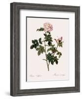 Orbessan Rose, Rosa Orbessanea-Pierre Joseph Redoute-Framed Giclee Print