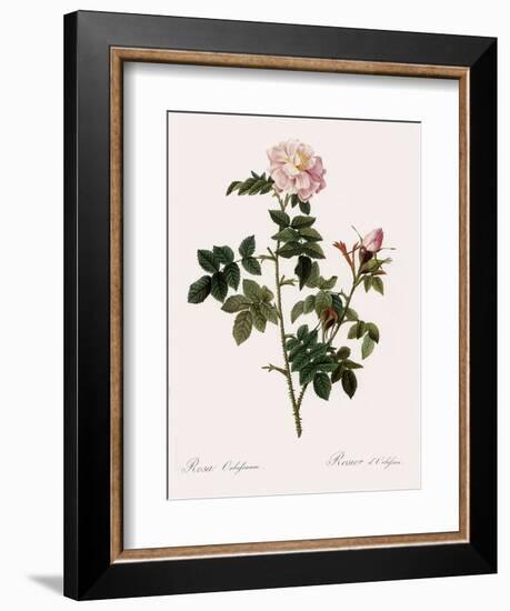 Orbessan Rose, Rosa Orbessanea-Pierre Joseph Redoute-Framed Giclee Print