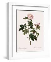 Orbessan Rose, Rosa Orbessanea-Pierre Joseph Redoute-Framed Giclee Print