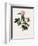 Orbessan Rose, Rosa Orbessanea-Pierre Joseph Redoute-Framed Giclee Print