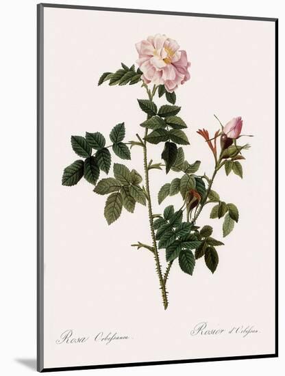 Orbessan Rose, Rosa Orbessanea-Pierre Joseph Redoute-Mounted Giclee Print