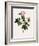 Orbessan Rose, Rosa Orbessanea-Pierre Joseph Redoute-Framed Giclee Print