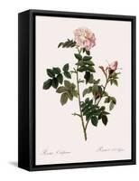 Orbessan Rose, Rosa Orbessanea-Pierre Joseph Redoute-Framed Stretched Canvas