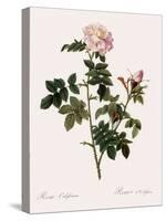 Orbessan Rose, Rosa Orbessanea-Pierre Joseph Redoute-Stretched Canvas