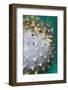 Orbicular Burrfish Puffed up Closeup-Hal Beral-Framed Photographic Print