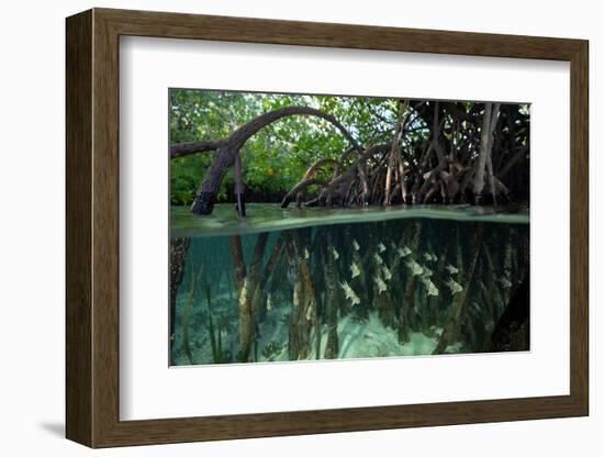 Orbiculate Cardinalfish sheltering amongst mangroves-Tim Laman-Framed Photographic Print