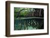 Orbiculate Cardinalfish sheltering amongst mangroves-Tim Laman-Framed Photographic Print