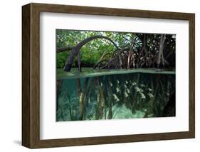 Orbiculate Cardinalfish sheltering amongst mangroves-Tim Laman-Framed Photographic Print