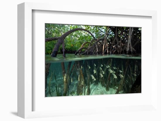 Orbiculate Cardinalfish sheltering amongst mangroves-Tim Laman-Framed Photographic Print