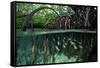 Orbiculate Cardinalfish sheltering amongst mangroves-Tim Laman-Framed Stretched Canvas