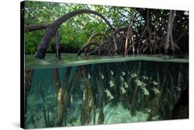 Orbiculate Cardinalfish sheltering amongst mangroves-Tim Laman-Stretched Canvas