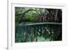 Orbiculate Cardinalfish sheltering amongst mangroves-Tim Laman-Framed Photographic Print