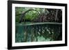 Orbiculate Cardinalfish sheltering amongst mangroves-Tim Laman-Framed Photographic Print