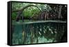 Orbiculate Cardinalfish sheltering amongst mangroves-Tim Laman-Framed Stretched Canvas