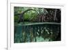 Orbiculate Cardinalfish sheltering amongst mangroves-Tim Laman-Framed Photographic Print