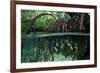 Orbiculate Cardinalfish sheltering amongst mangroves-Tim Laman-Framed Photographic Print