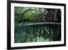 Orbiculate Cardinalfish sheltering amongst mangroves-Tim Laman-Framed Photographic Print