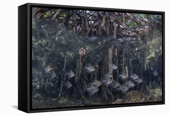 Orbiculate Cardinalfish Swimming Underneath a Mangrove Tree-Stocktrek Images-Framed Stretched Canvas