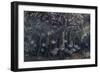 Orbiculate Cardinalfish Swimming Underneath a Mangrove Tree-Stocktrek Images-Framed Photographic Print