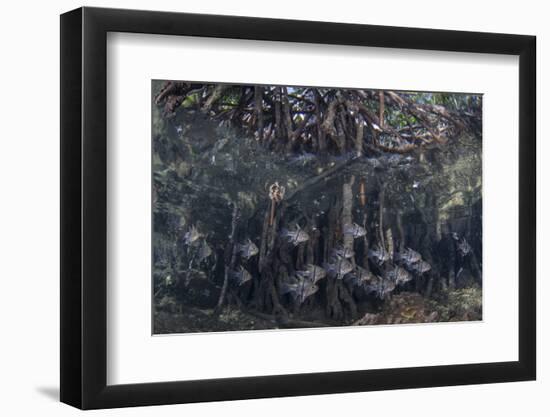 Orbiculate Cardinalfish Swimming Underneath a Mangrove Tree-Stocktrek Images-Framed Photographic Print