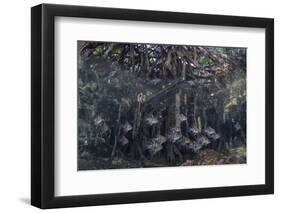 Orbiculate Cardinalfish Swimming Underneath a Mangrove Tree-Stocktrek Images-Framed Photographic Print