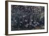 Orbiculate Cardinalfish Swimming Underneath a Mangrove Tree-Stocktrek Images-Framed Photographic Print