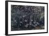 Orbiculate Cardinalfish Swimming Underneath a Mangrove Tree-Stocktrek Images-Framed Photographic Print