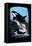 Orca and Calf - Scratchboard-Lantern Press-Framed Stretched Canvas