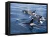 Orca, Frederick Sound, Alaska, USA-Joe & Mary Ann McDonald-Framed Stretched Canvas