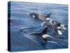 Orca, Frederick Sound, Alaska, USA-Joe & Mary Ann McDonald-Stretched Canvas