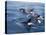 Orca, Frederick Sound, Alaska, USA-Joe & Mary Ann McDonald-Stretched Canvas