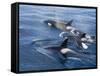 Orca, Frederick Sound, Alaska, USA-Joe & Mary Ann McDonald-Framed Stretched Canvas