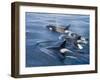 Orca, Frederick Sound, Alaska, USA-Joe & Mary Ann McDonald-Framed Premium Photographic Print