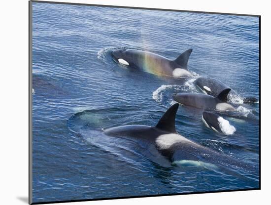 Orca, Frederick Sound, Alaska, USA-Joe & Mary Ann McDonald-Mounted Premium Photographic Print