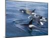 Orca, Frederick Sound, Alaska, USA-Joe & Mary Ann McDonald-Mounted Premium Photographic Print