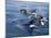 Orca, Frederick Sound, Alaska, USA-Joe & Mary Ann McDonald-Mounted Premium Photographic Print