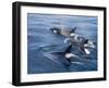 Orca, Frederick Sound, Alaska, USA-Joe & Mary Ann McDonald-Framed Photographic Print