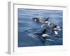 Orca, Frederick Sound, Alaska, USA-Joe & Mary Ann McDonald-Framed Photographic Print