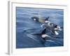 Orca, Frederick Sound, Alaska, USA-Joe & Mary Ann McDonald-Framed Photographic Print