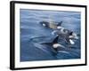 Orca, Frederick Sound, Alaska, USA-Joe & Mary Ann McDonald-Framed Photographic Print